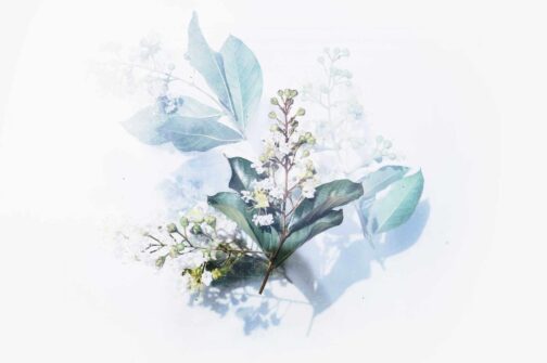 evie-shaffer-501641-unsplash masterstudy_placeholder